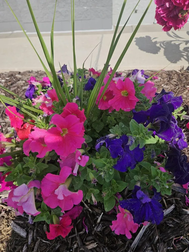 Local lawn care service in Colorado Springs, CO by Kush Landscapes