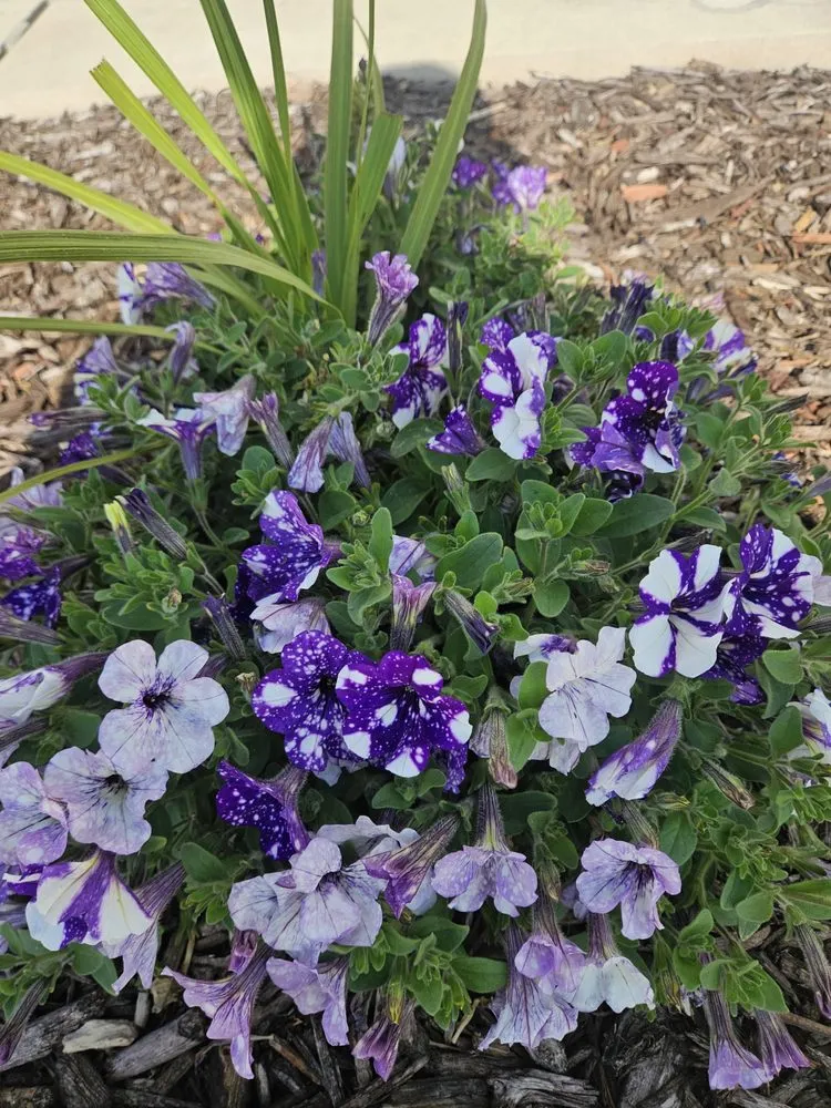 Expert lawn mowing service in Colorado Springs, CO - Kush Landscapes