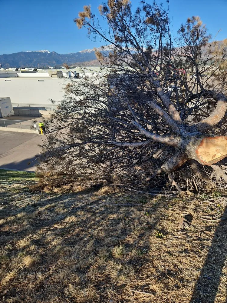 Expert lawn mowing service in Colorado Springs, CO by Kush Landscapes