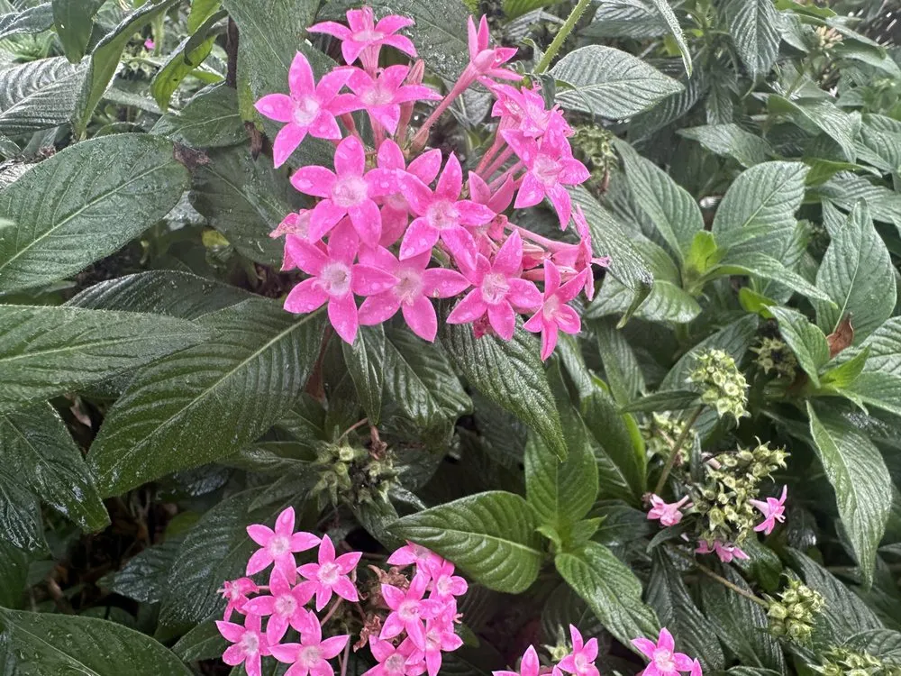 Top-rated lawn care service in Rockledge, FL - Kustom Kreations Landscaping