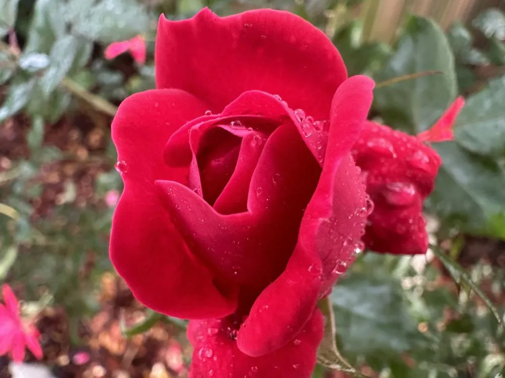 Professional lawn care service in Rockledge, FL by Kustom Kreations Landscaping