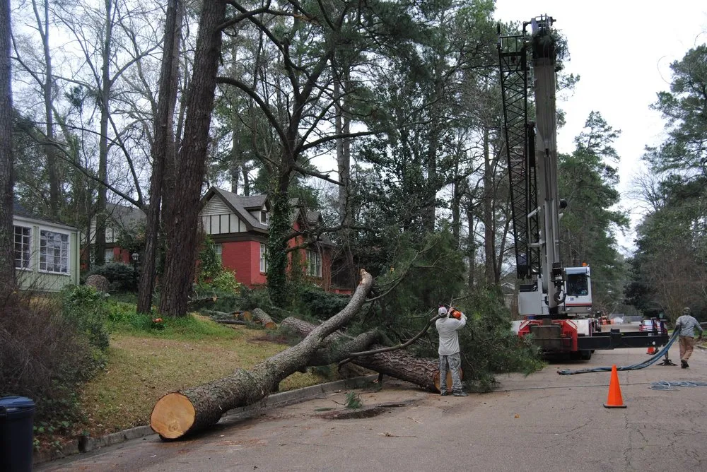 Expert landscaping services in Brandon, MS by Kustom Kutz Tree Service