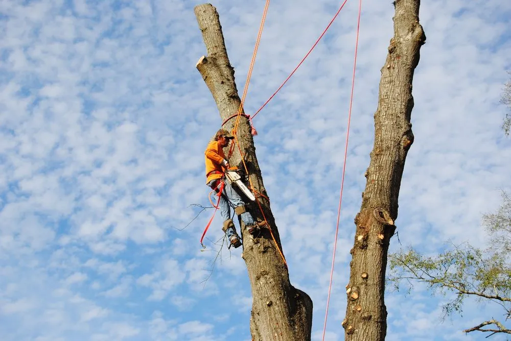 Reliable lawn care service for year-round maintenance across Brandon, MS - Kustom Kutz Tree Service