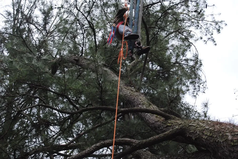 Local outdoor landscaping in Brandon, MS by Kustom Kutz Tree Service