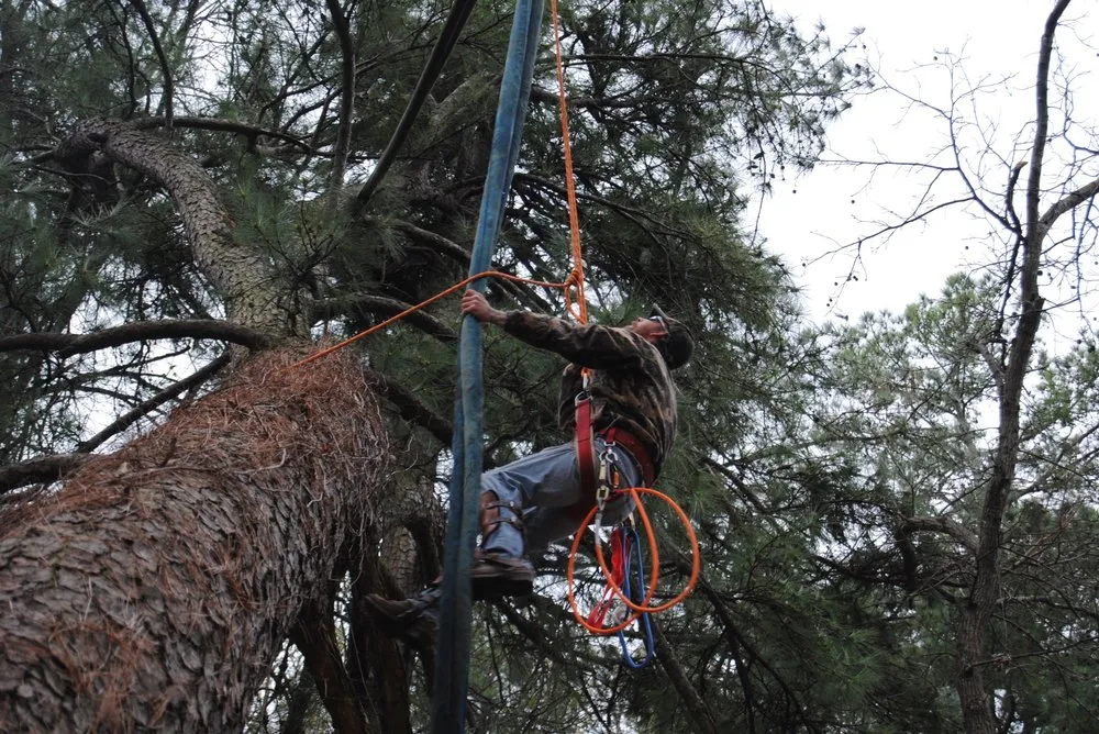 Top-rated landscaping services in Brandon, MS - Kustom Kutz Tree Service