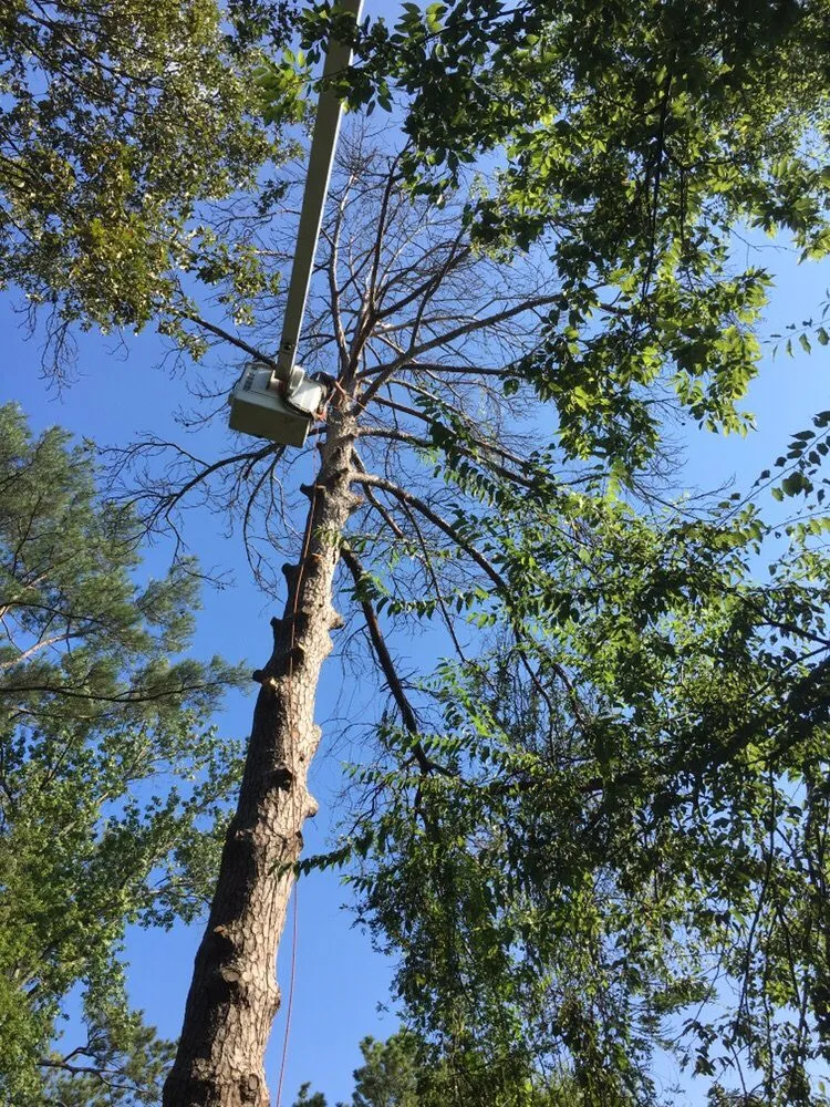 Trusted residential landscaping for homes across Brandon, MS - Kustom Kutz Tree Service