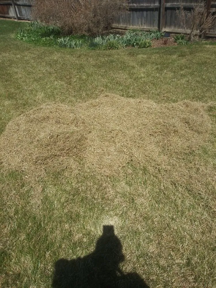 Expert landscaping services for outdoor upgrades in Denver, CO by Kut-N-Krew Lawn Care