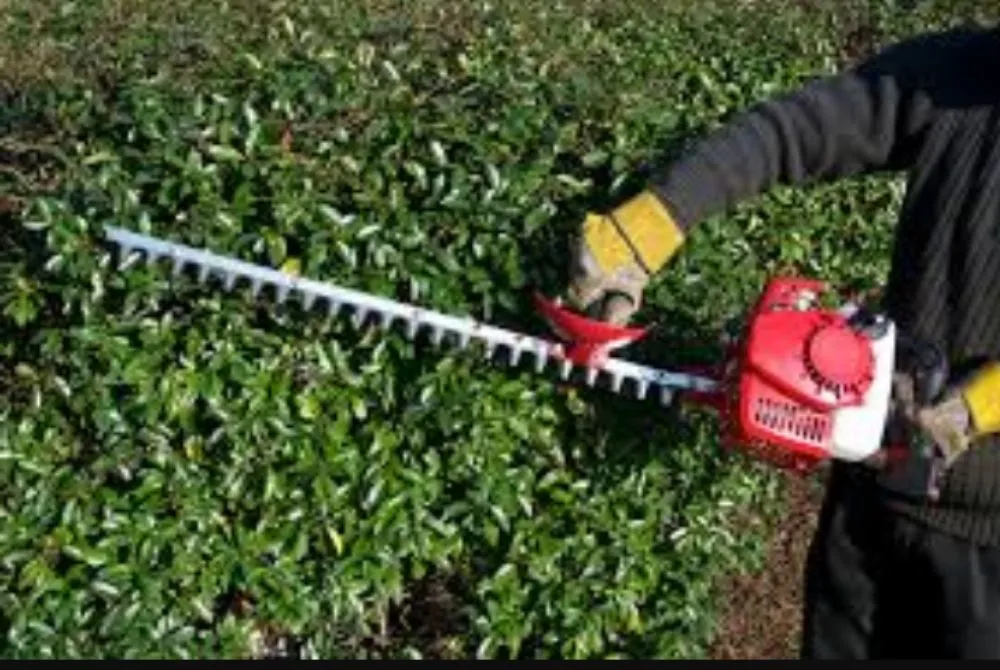 Top-rated landscaping services in Denver, CO by Kut-N-Krew Lawn Care