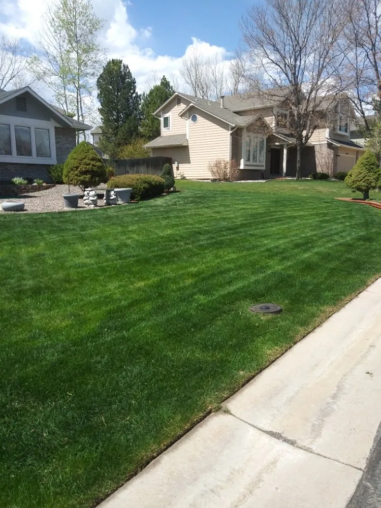 Local landscape installation in Denver, CO by Kut-N-Krew Lawn Care