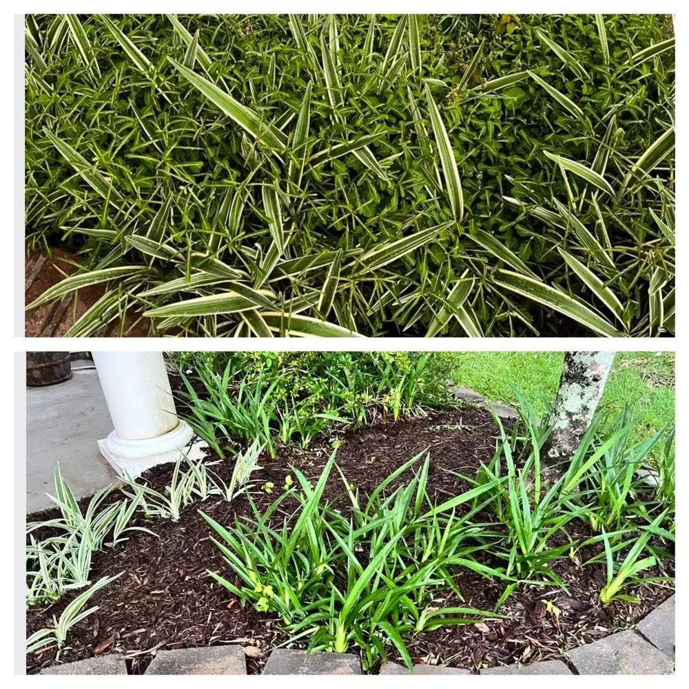 Custom landscaping services for residential properties in Franklinton, LA by Kuttin Up