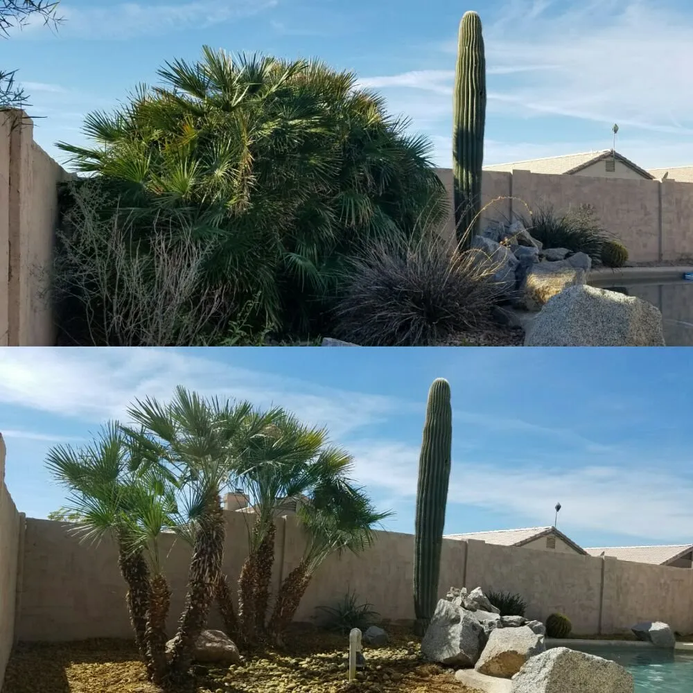Custom yard cleanup service in Chandler, AZ by KuttingEdge Landscape