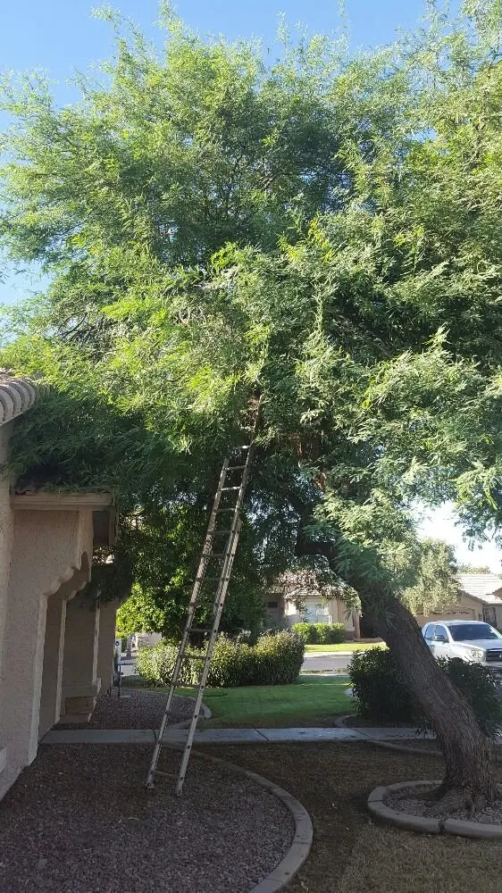 Professional residential landscaping in Chandler, AZ - KuttingEdge Landscape