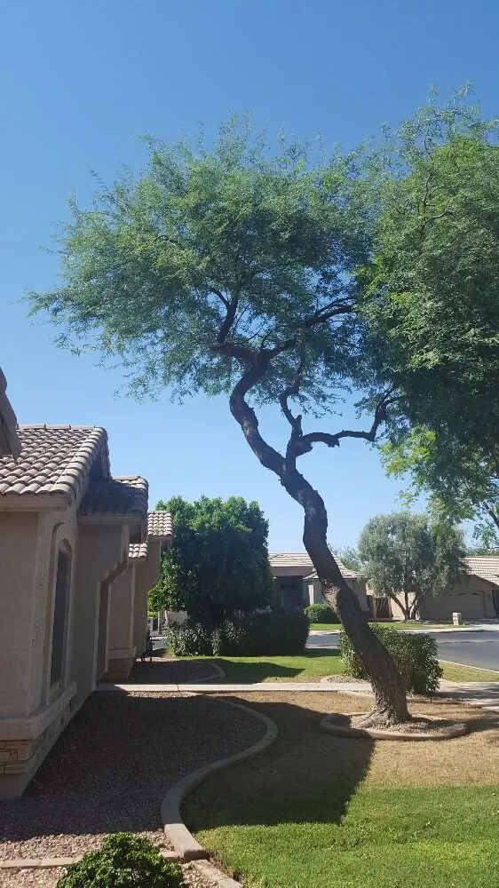 Local landscape design in Chandler, AZ - KuttingEdge Landscape