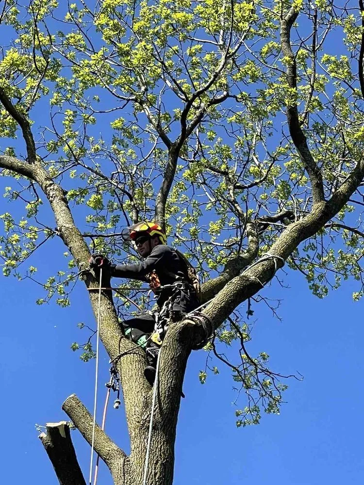 Affordable residential landscaping in Bloomington, MN by KVN Tree Services