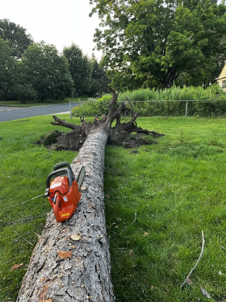 Professional landscaping services in Bloomington, MN - KVN Tree Services