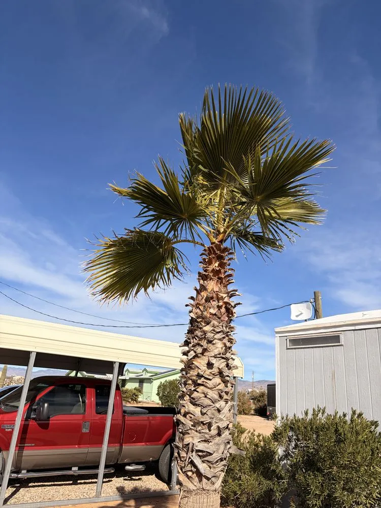 Professional landscape design for beautiful yards across Golden Valley, AZ - KVO Landscaping