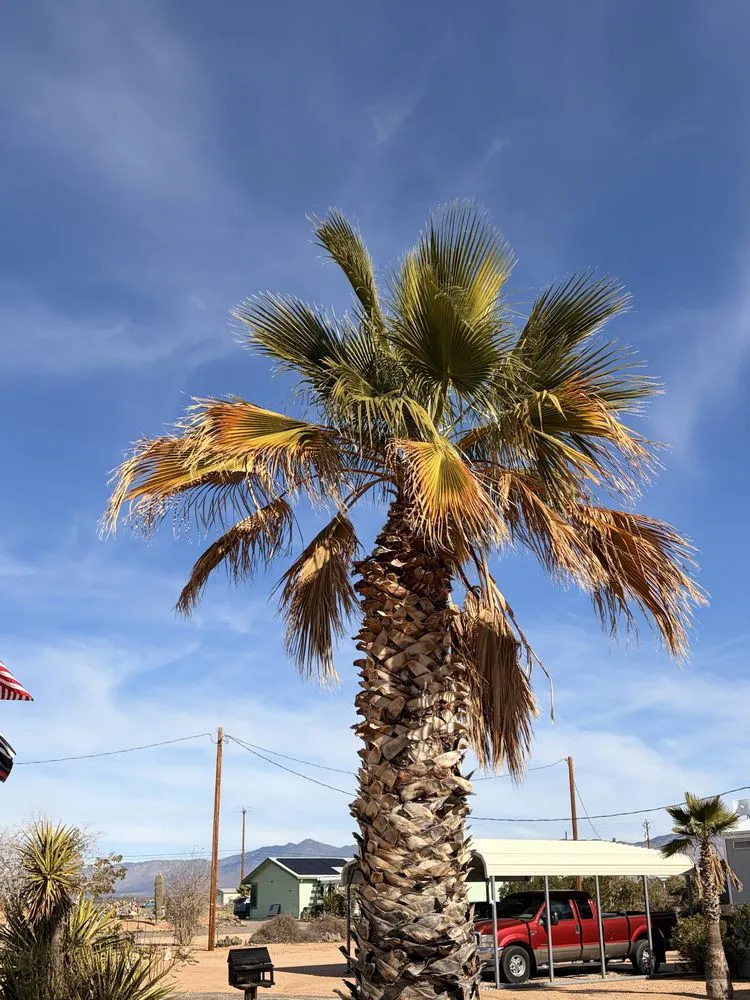 Reliable yard cleanup service for beautiful yards in Golden Valley, AZ by KVO Landscaping