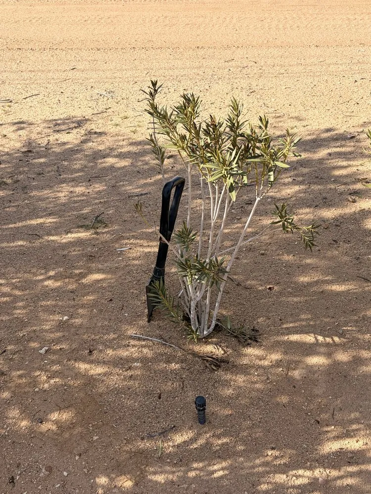 Reliable landscaping services for year-round maintenance in Golden Valley, AZ by KVO Landscaping