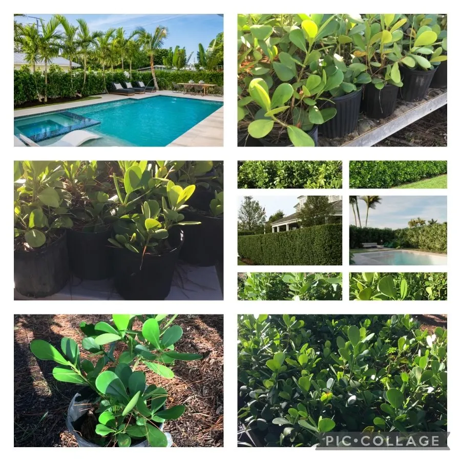 Affordable outdoor landscaping experts serving Alva, FL - K&W Lawn And Junk Removal Services