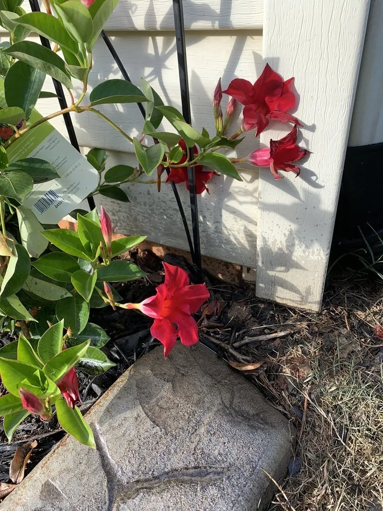 Affordable yard maintenance for homes across Duncan, SC - Kwik Kerb