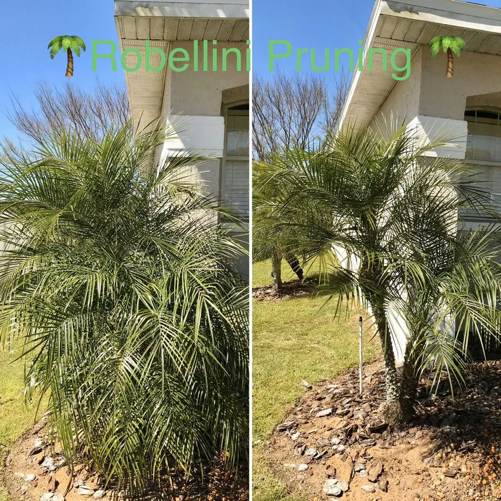 Affordable landscaping services experts serving Wintergarden, FL - KXS Lawn Care