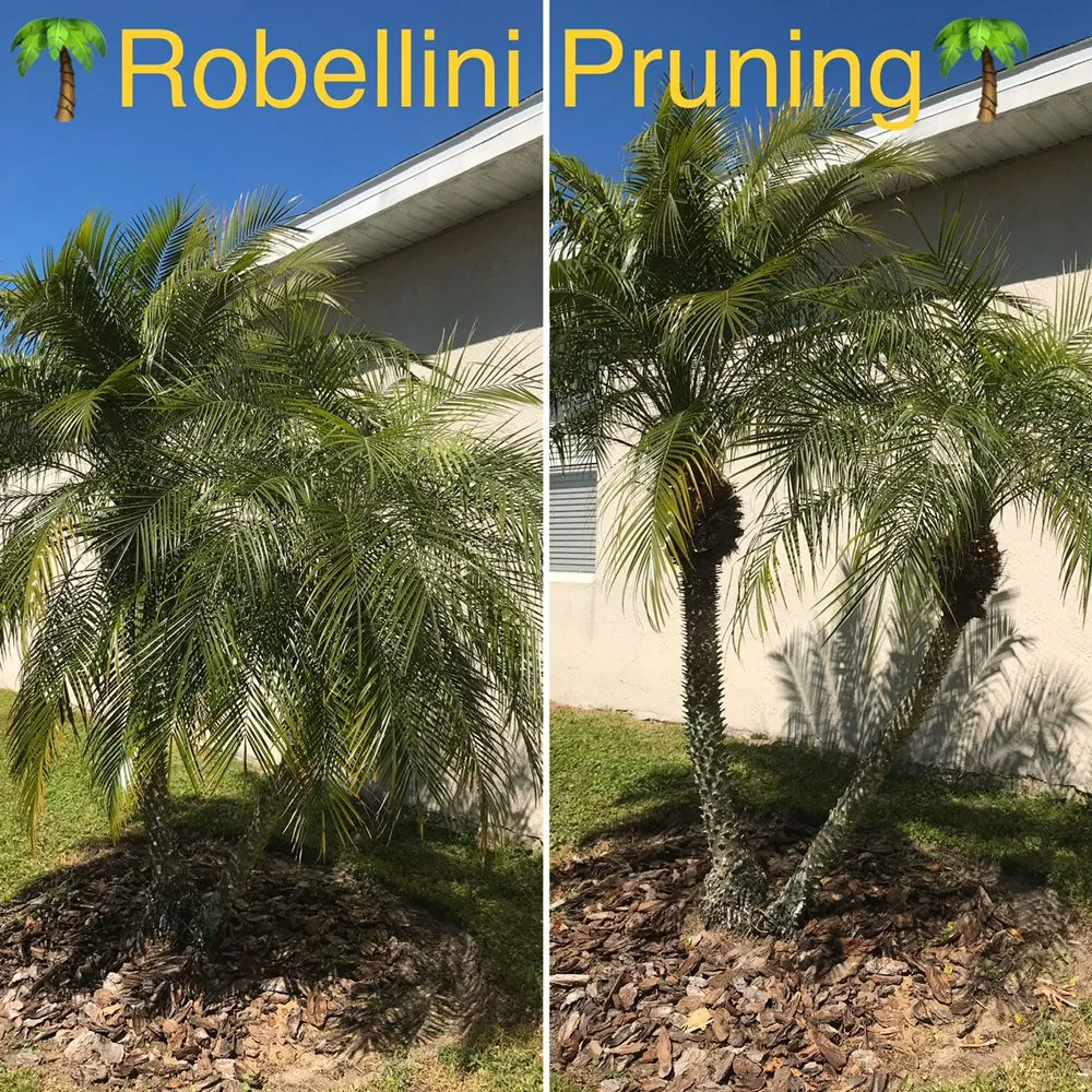 Local lawn care service experts serving Wintergarden, FL - KXS Lawn Care