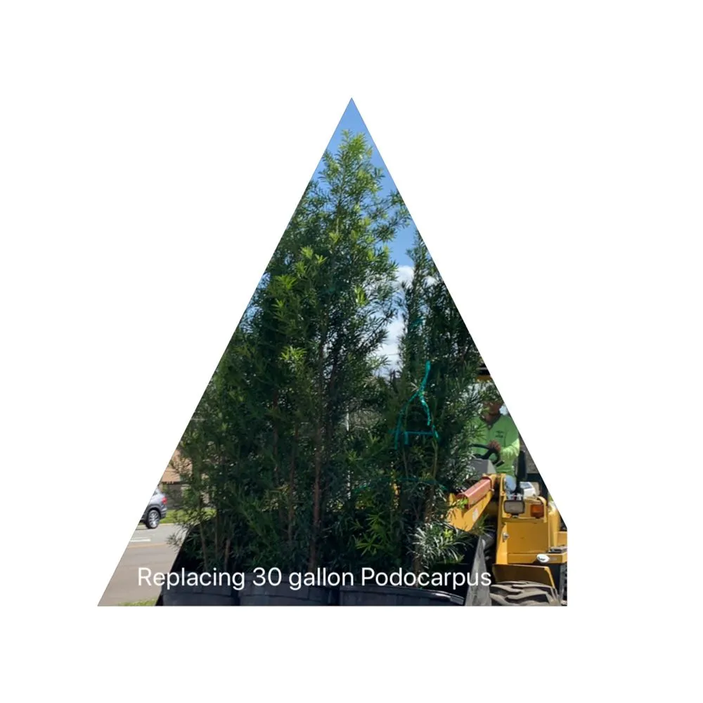 Local outdoor landscaping for year-round maintenance in Wintergarden, FL by KXS Lawn Care