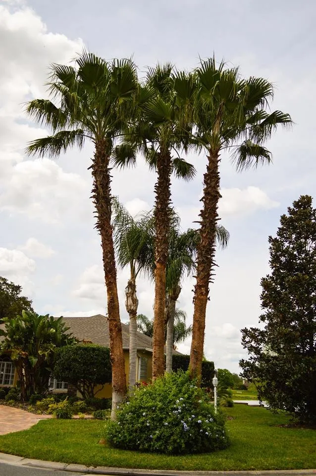 Affordable yard cleanup service with custom design in Lakeland, FL by Kyle Fox's Pro Cut Lawn Service