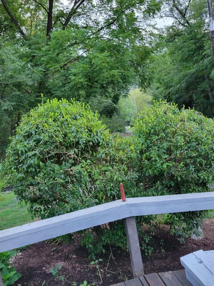 Reliable landscape installation for beautiful yards across Linden, PA - Kyle Landscaping & Tree Service