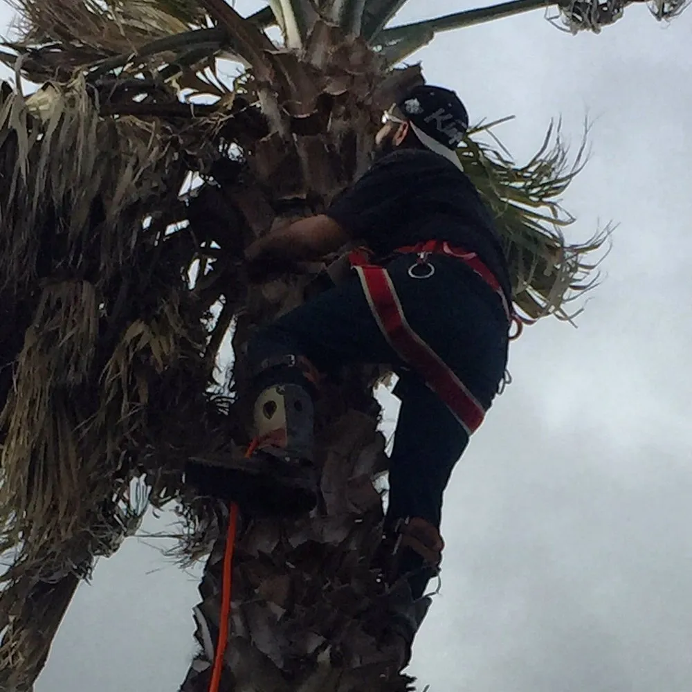 Reliable lawn mowing service in Kyle, TX by Kyle Landscaping Services