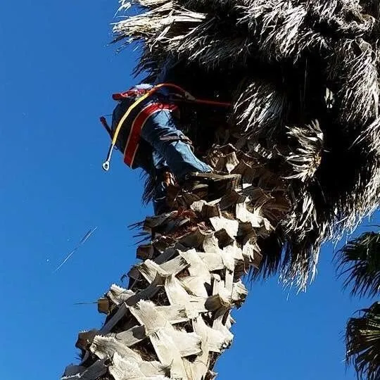 Reliable landscape installation near you in Kyle, TX by Kyle Landscaping Services