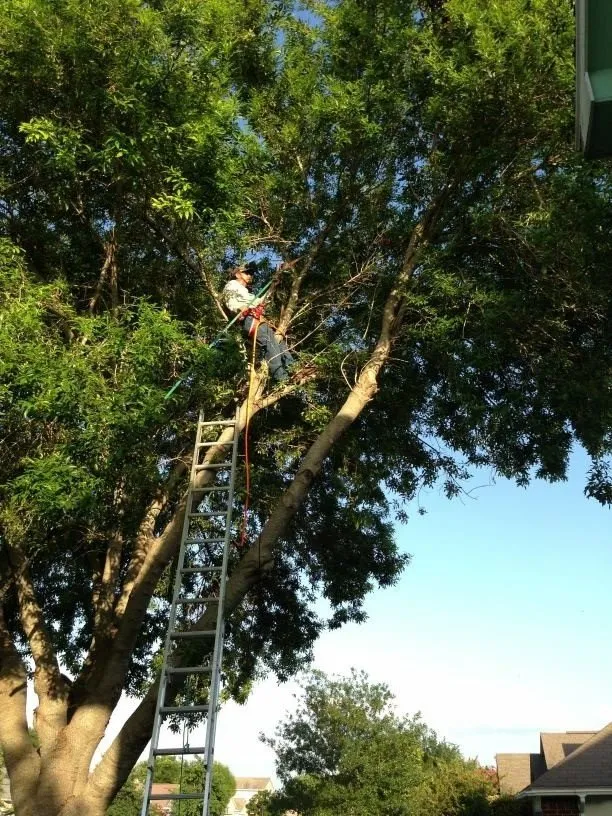 Custom outdoor landscaping with custom design across Kyle, TX - Kyle Landscaping Services