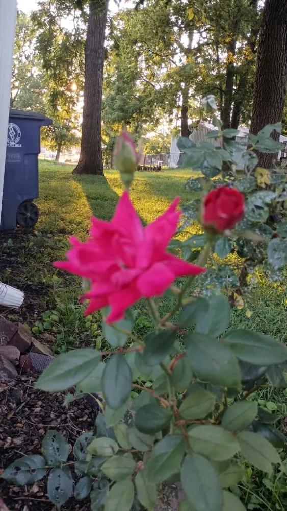 Professional yard cleanup service in Princeton, IN by Kyler's Landscapes and Lawn Care