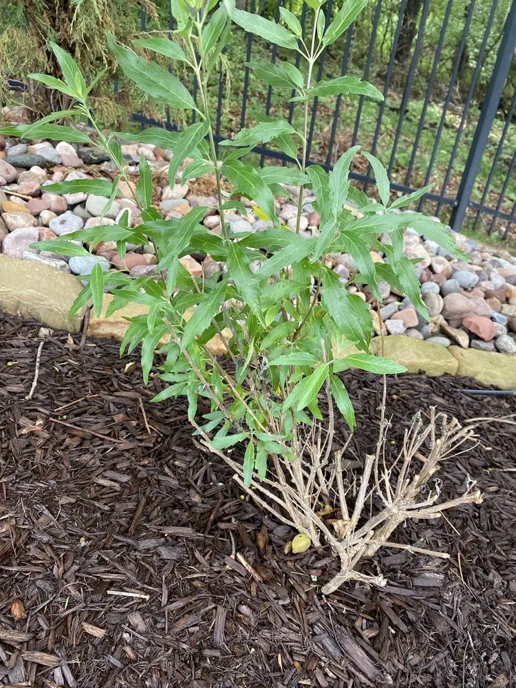 Trusted landscape design in St. Louis, MO - Kyle's Landscape Service