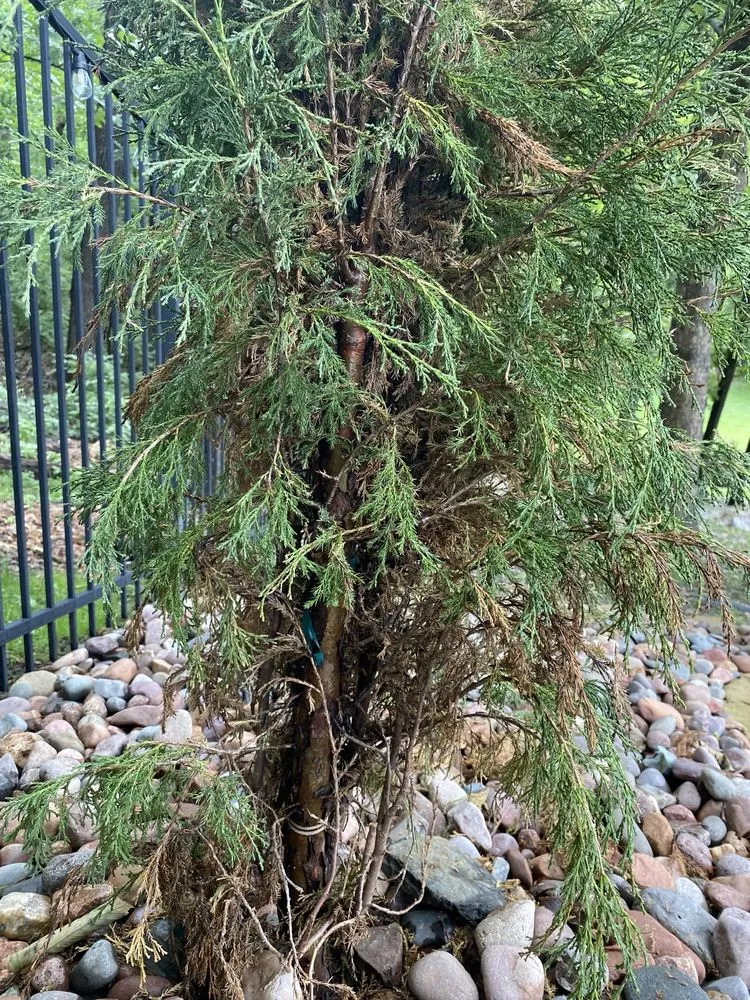 Top-rated landscape design for beautiful yards across St. Louis, MO - Kyle's Landscape Service