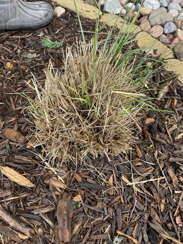 Local residential landscaping with custom design in St. Louis, MO by Kyle's Landscape Service