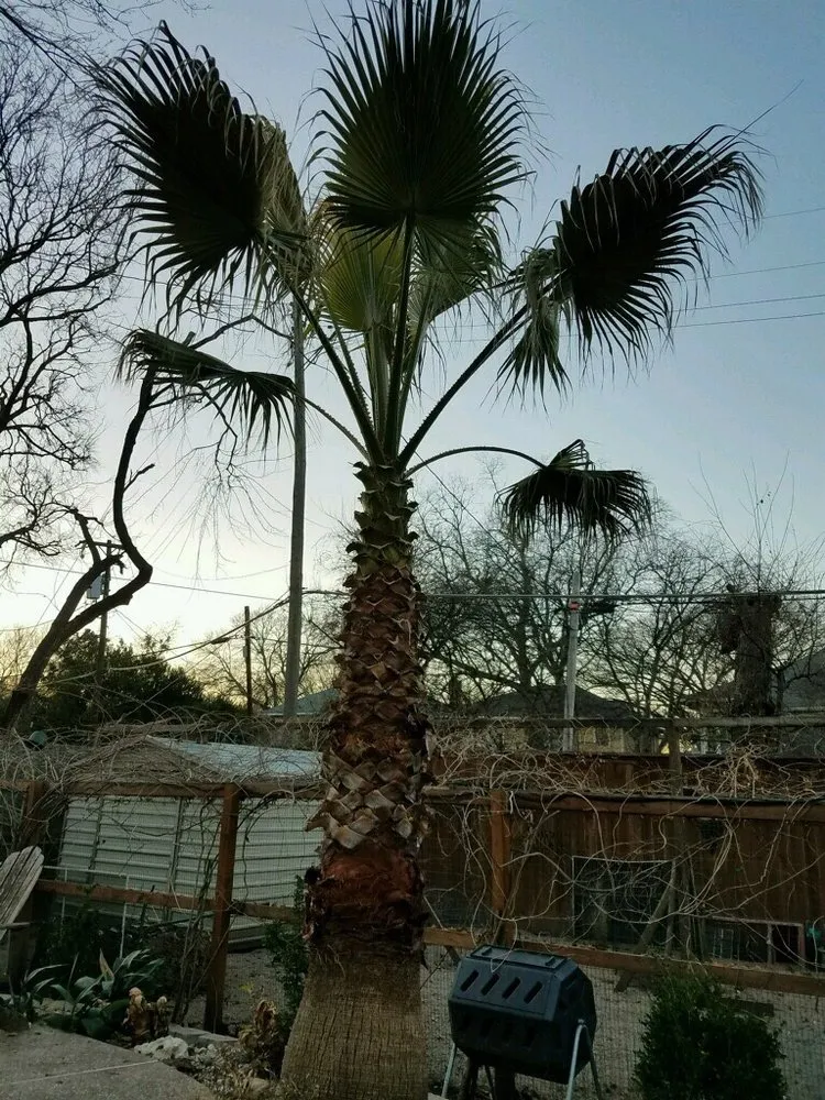 Affordable landscape design in Dallas, TX by Kyle's Lawn Service