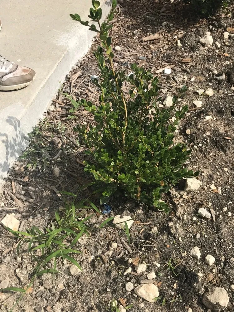 Reliable outdoor landscaping in Dallas, TX - Kylon Tree & Lawn Service