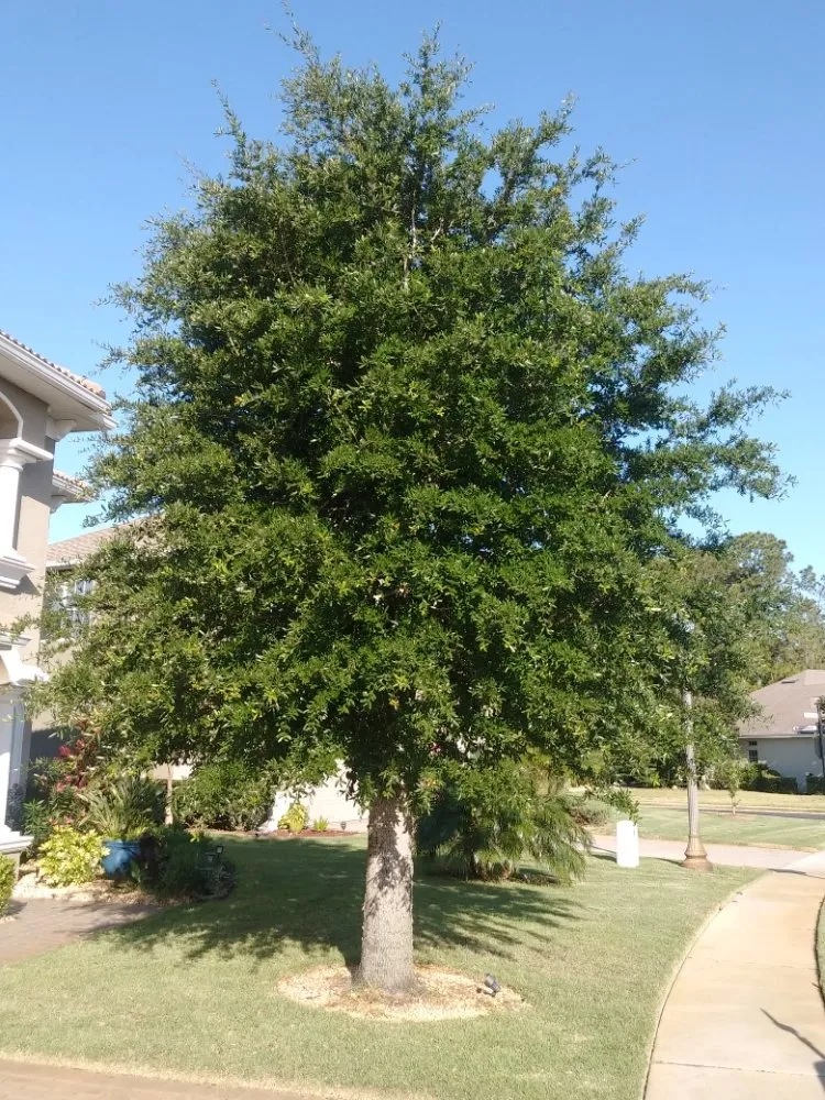 Trusted yard maintenance experts serving Haines City, FL - Kyng Of Kings