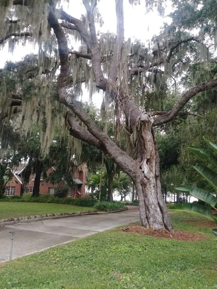 Local residential landscaping in Haines City, FL - Kyng Of Kings