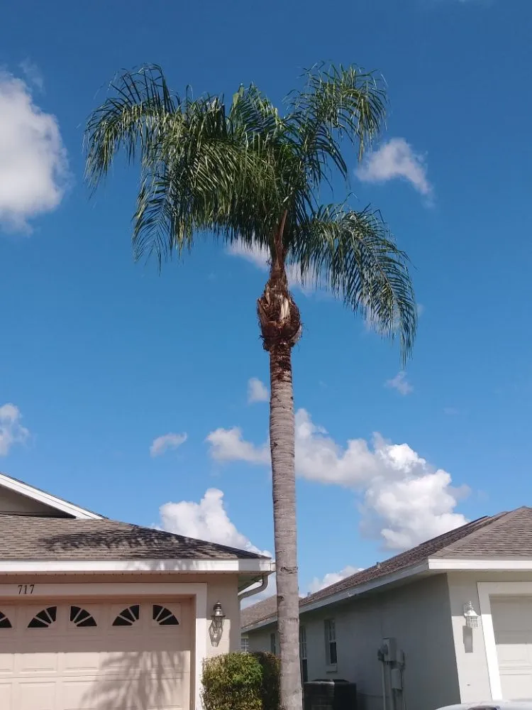 Local yard maintenance experts serving Haines City, FL - Kyng Of Kings