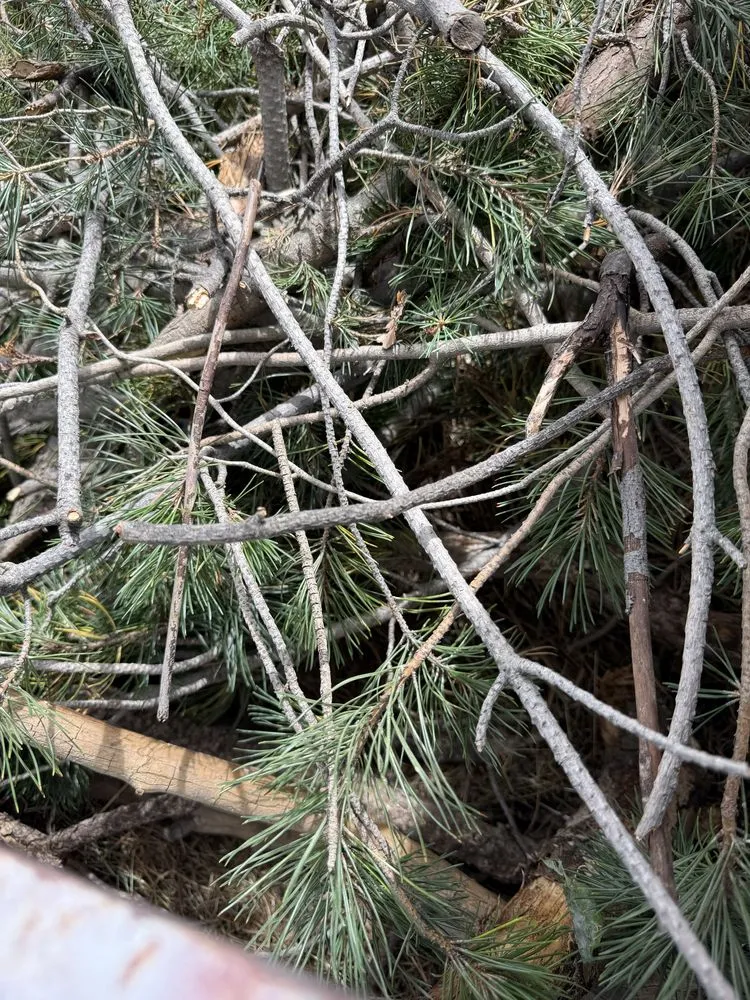 Trusted garden landscaping experts serving Elbert, CO - KZ Construction And Landscaping
