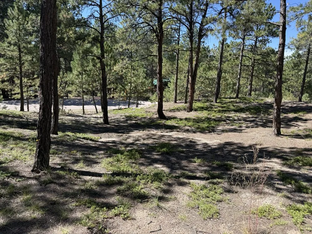 Reliable yard cleanup service in Elbert, CO - KZ Construction And Landscaping