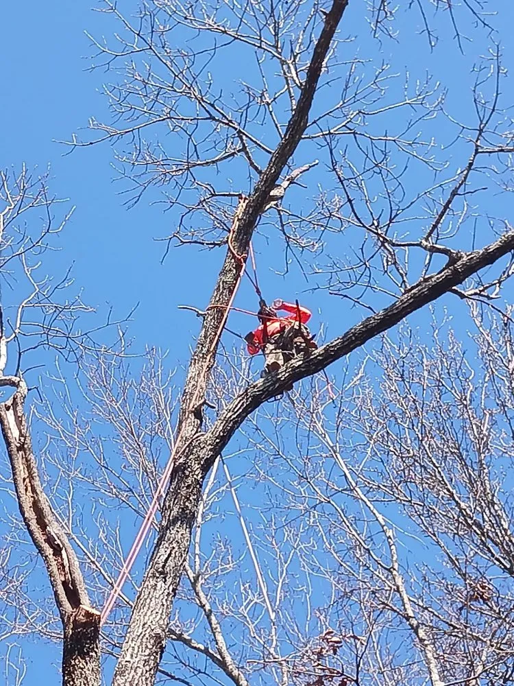 Top-rated garden landscaping in Harrisonburg, VA - L & A Professional Tree Services