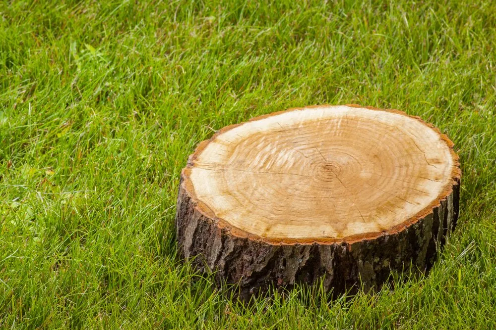 Reliable residential landscaping for year-round maintenance across Harrisonburg, VA - L & A Professional Tree Services