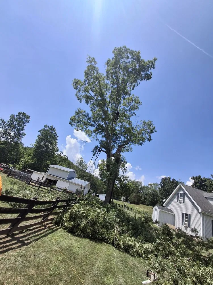 Affordable landscaping services for beautiful yards across Harrisonburg, VA - L & A Professional Tree Services