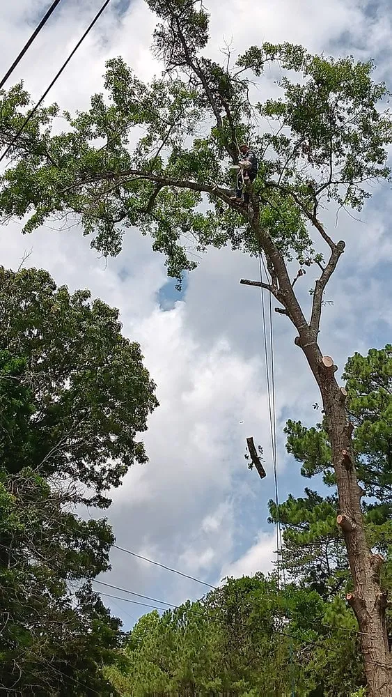 Local outdoor landscaping in Harrisonburg, VA by L & A Professional Tree Services