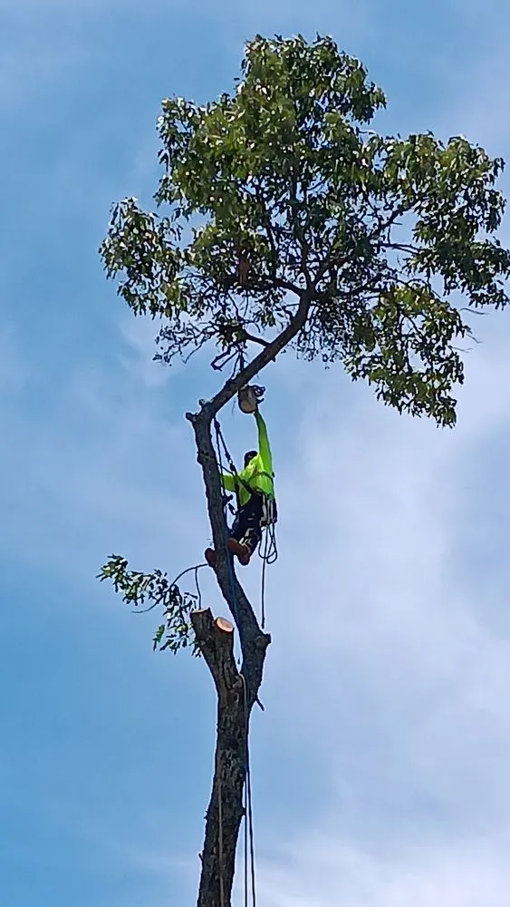 Trusted outdoor landscaping for outdoor upgrades in Harrisonburg, VA by L & A Professional Tree Services