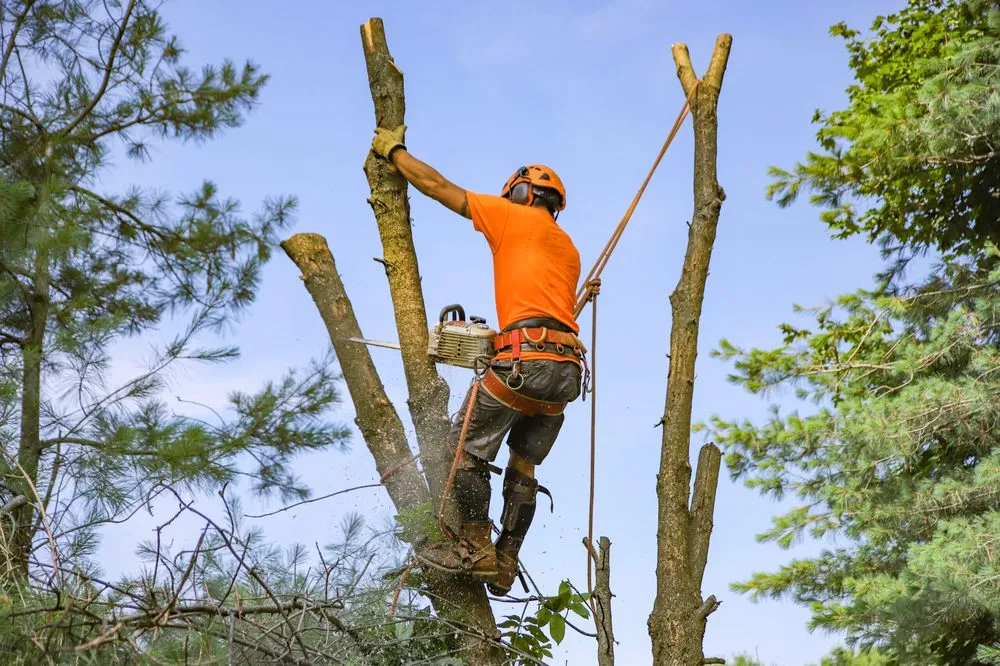 Custom outdoor landscaping experts serving Malvern, PA - L & C Tree Services
