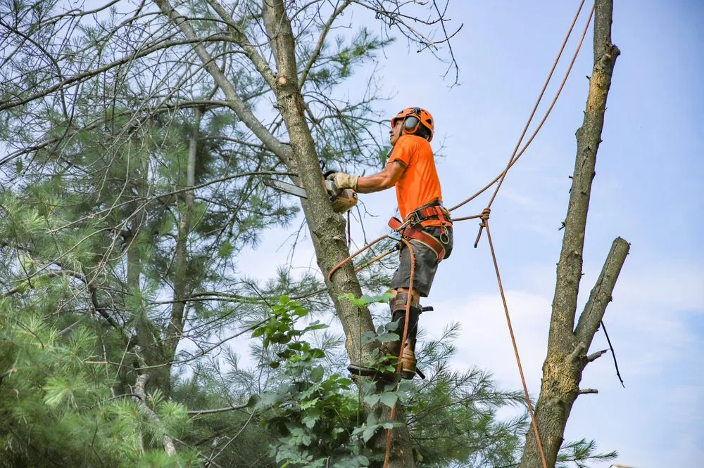 Top-rated yard cleanup service for outdoor upgrades across Malvern, PA - L & C Tree Services